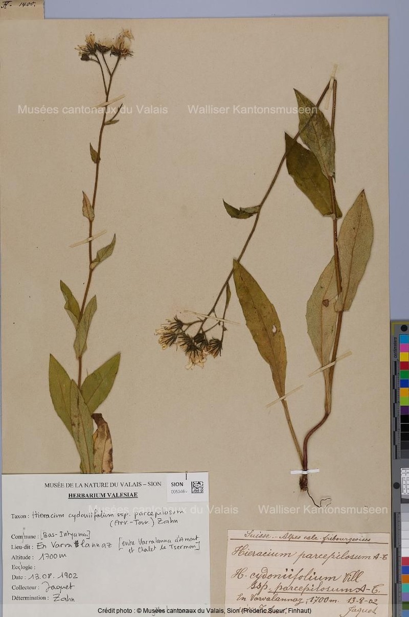 Hieracium cydoniifolium subsp. parcepilosum photo 2