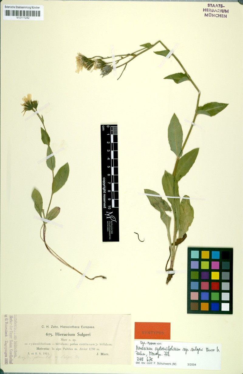 Hieracium cydoniifolium subsp. sulgeri