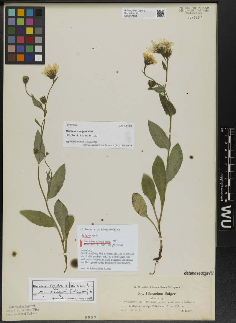 Hieracium cydoniifolium subsp. sulgeri photo 2