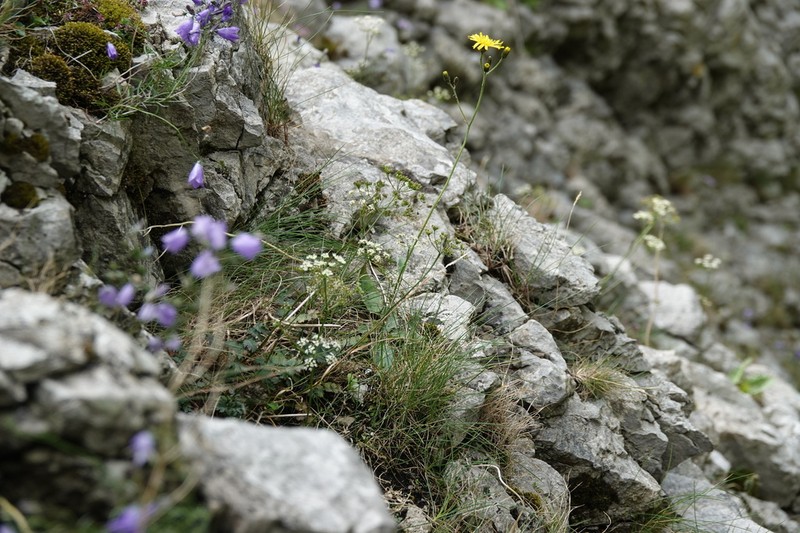 Hieracium cymbifolium