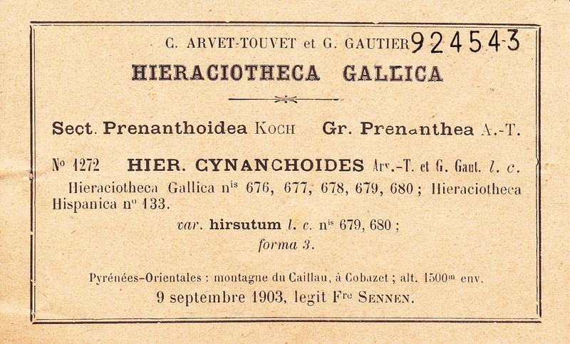 Hieracium cynanchoides photo 2