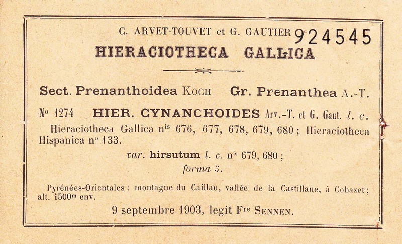 Hieracium cynanchoides photo 4
