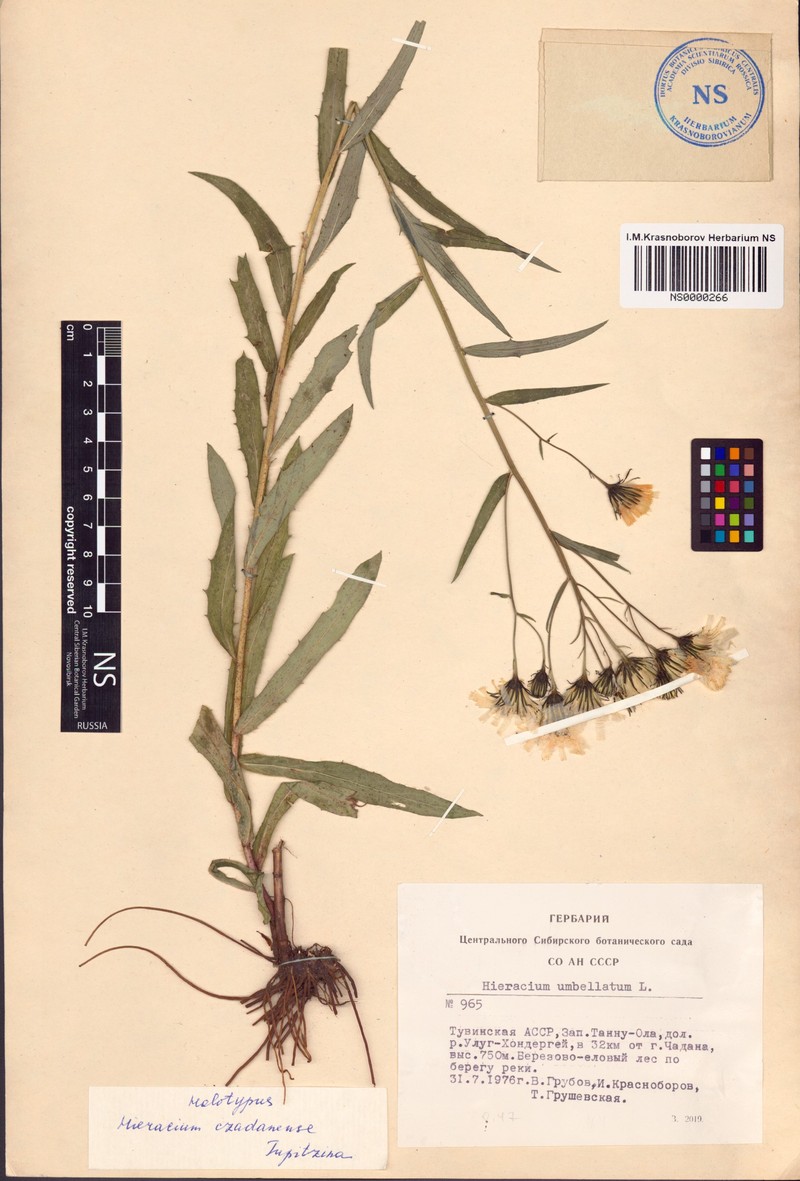 Hieracium czadanense
