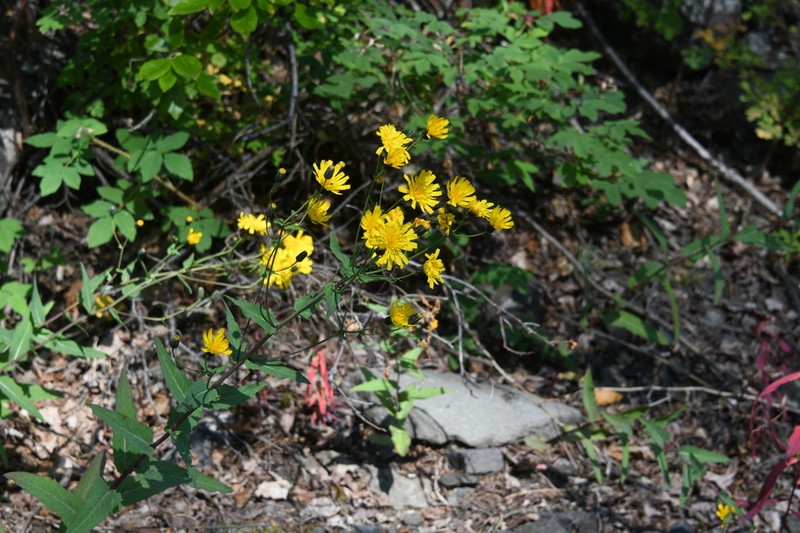 Hieracium czamyjashense