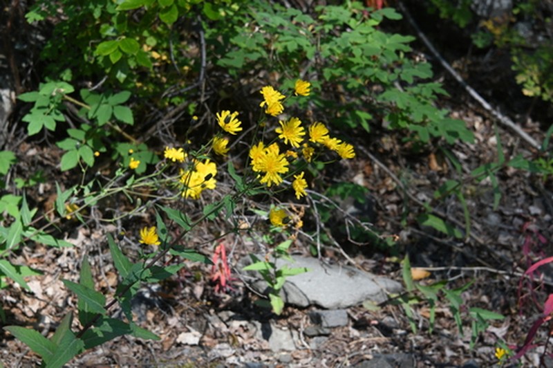 Hieracium czamyjashense photo 2