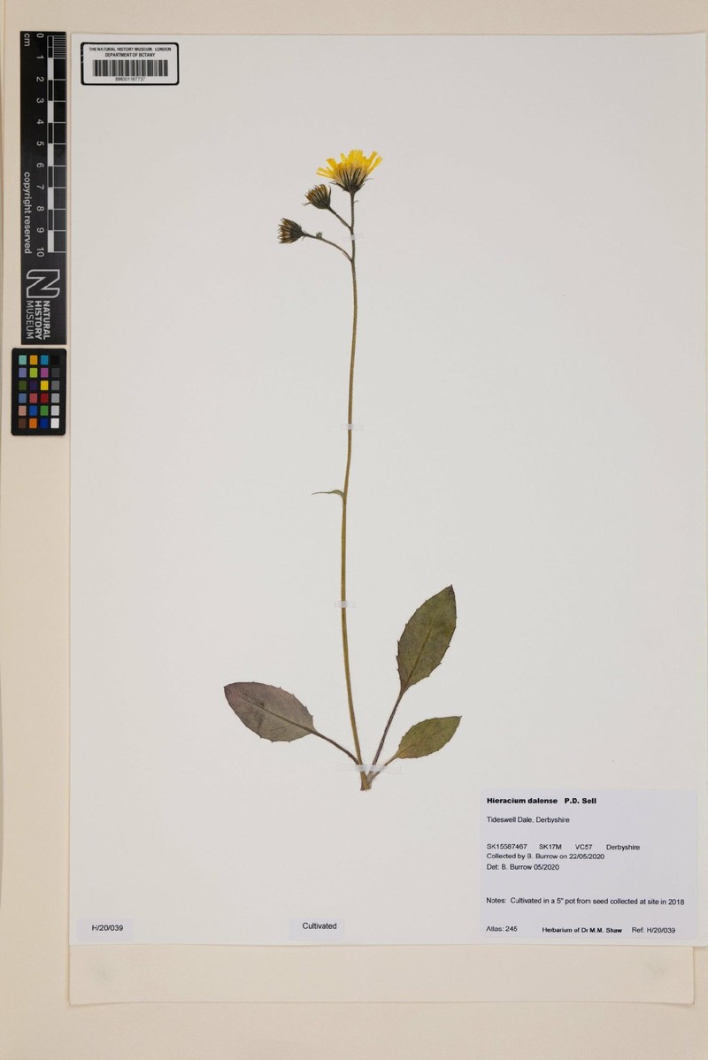 Hieracium dalense