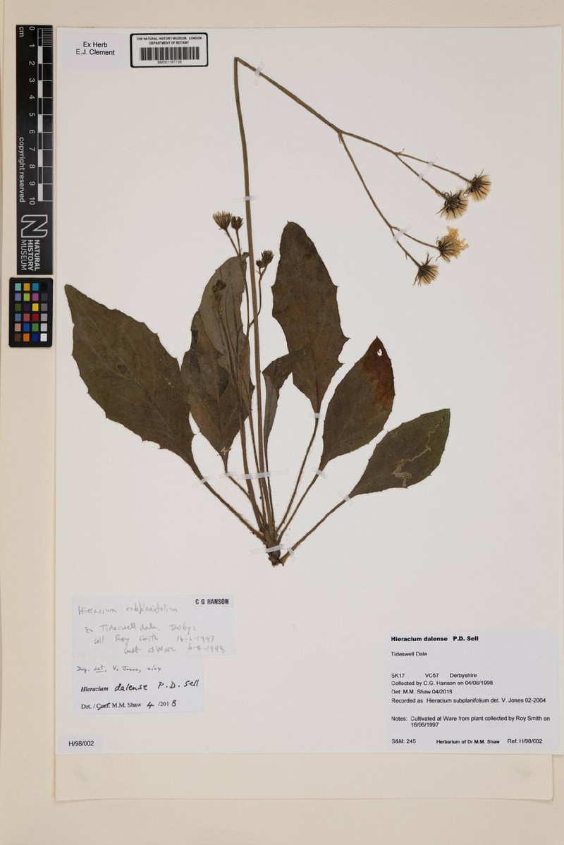 Hieracium dalense photo 2