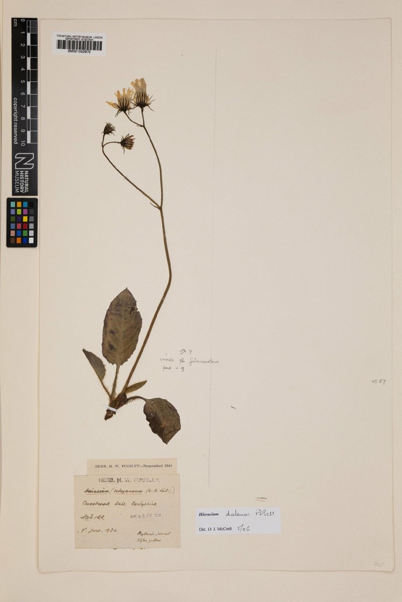 Hieracium dalense photo 3