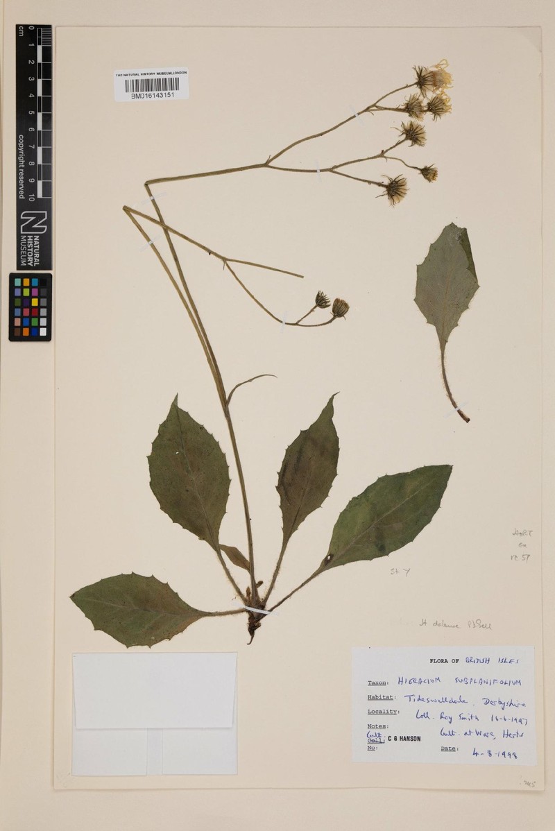Hieracium dalense photo 4