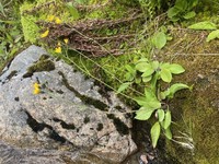 Hieracium dasythrix