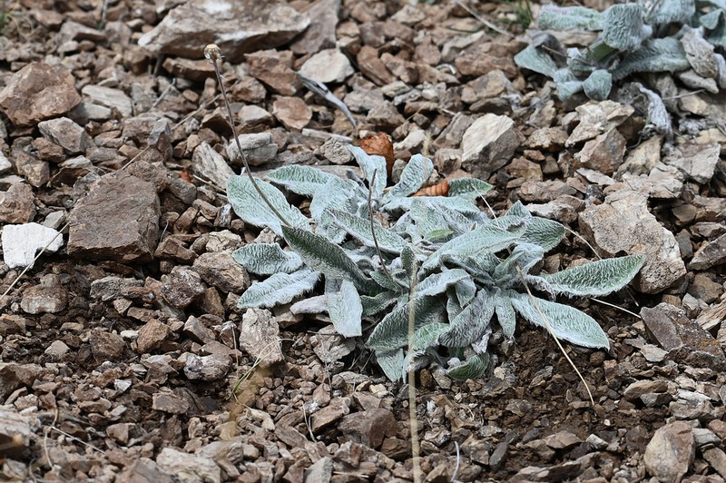 Hieracium dasytrichum