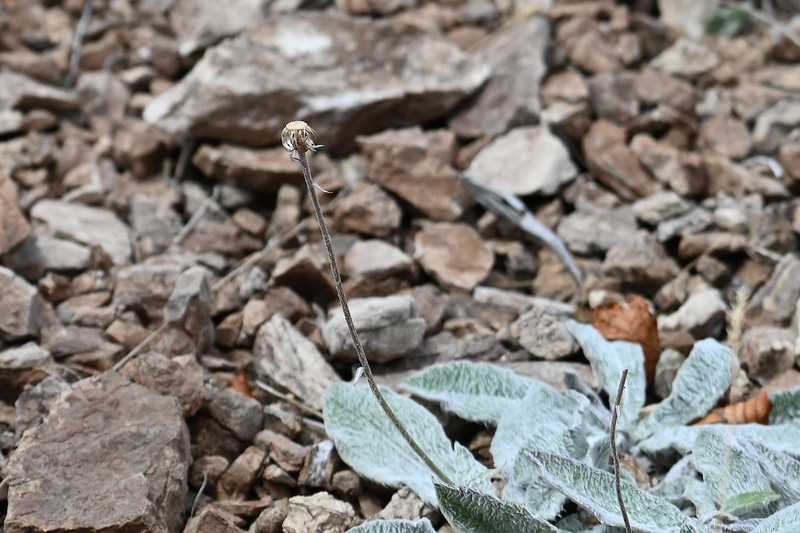 Hieracium dasytrichum photo 2