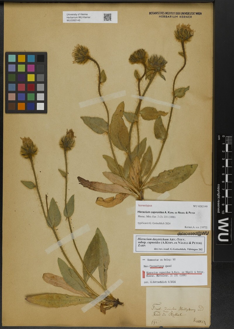 Hieracium dasytrichum subsp. capnoides