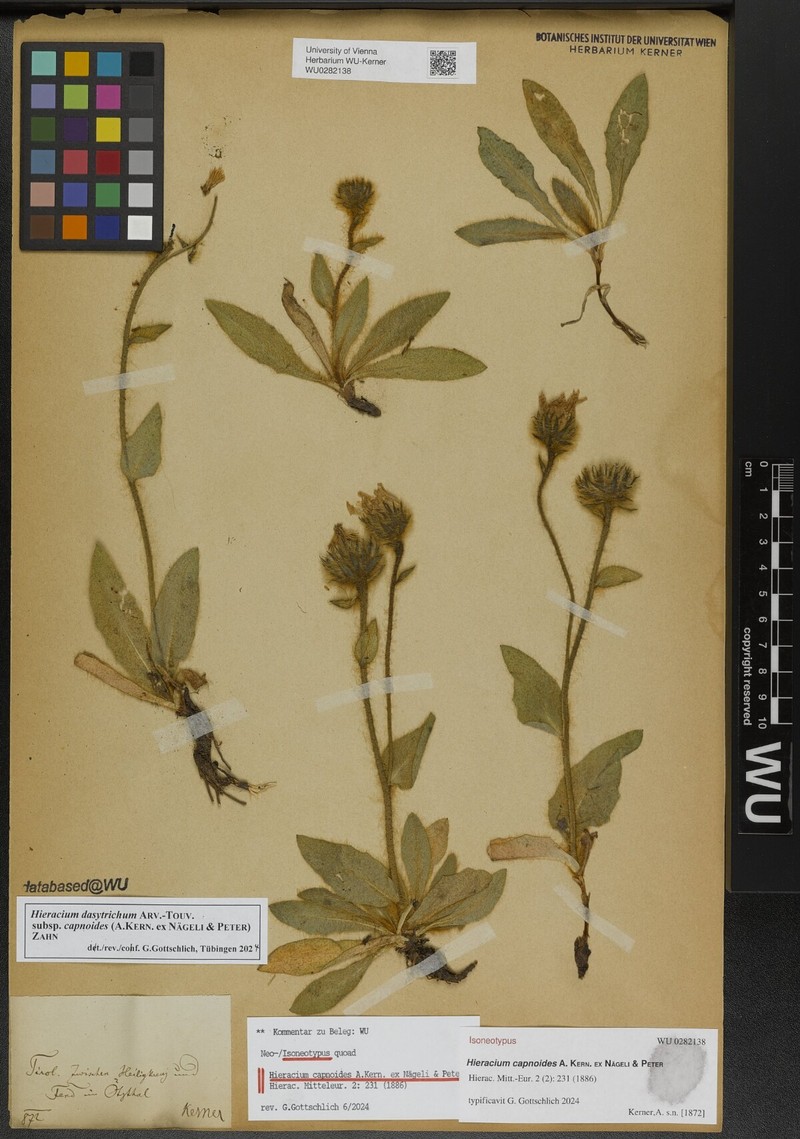 Hieracium dasytrichum subsp. capnoides photo 2