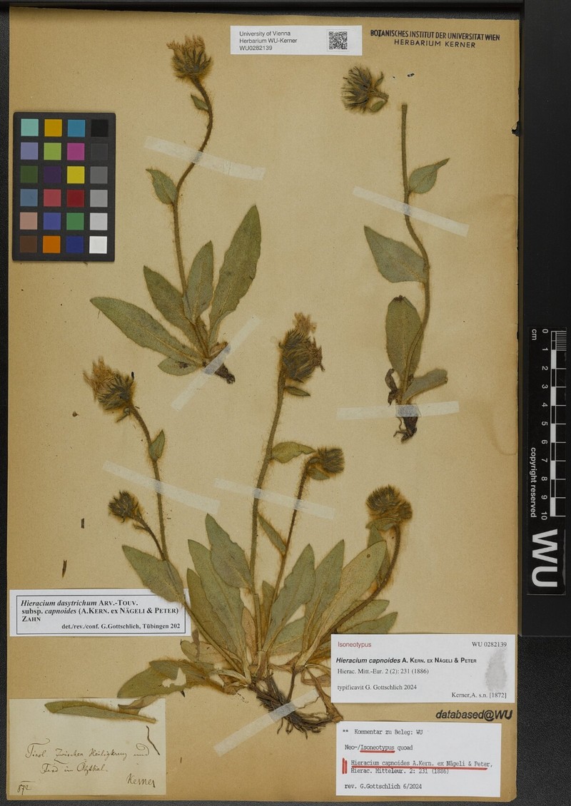 Hieracium dasytrichum subsp. capnoides photo 3