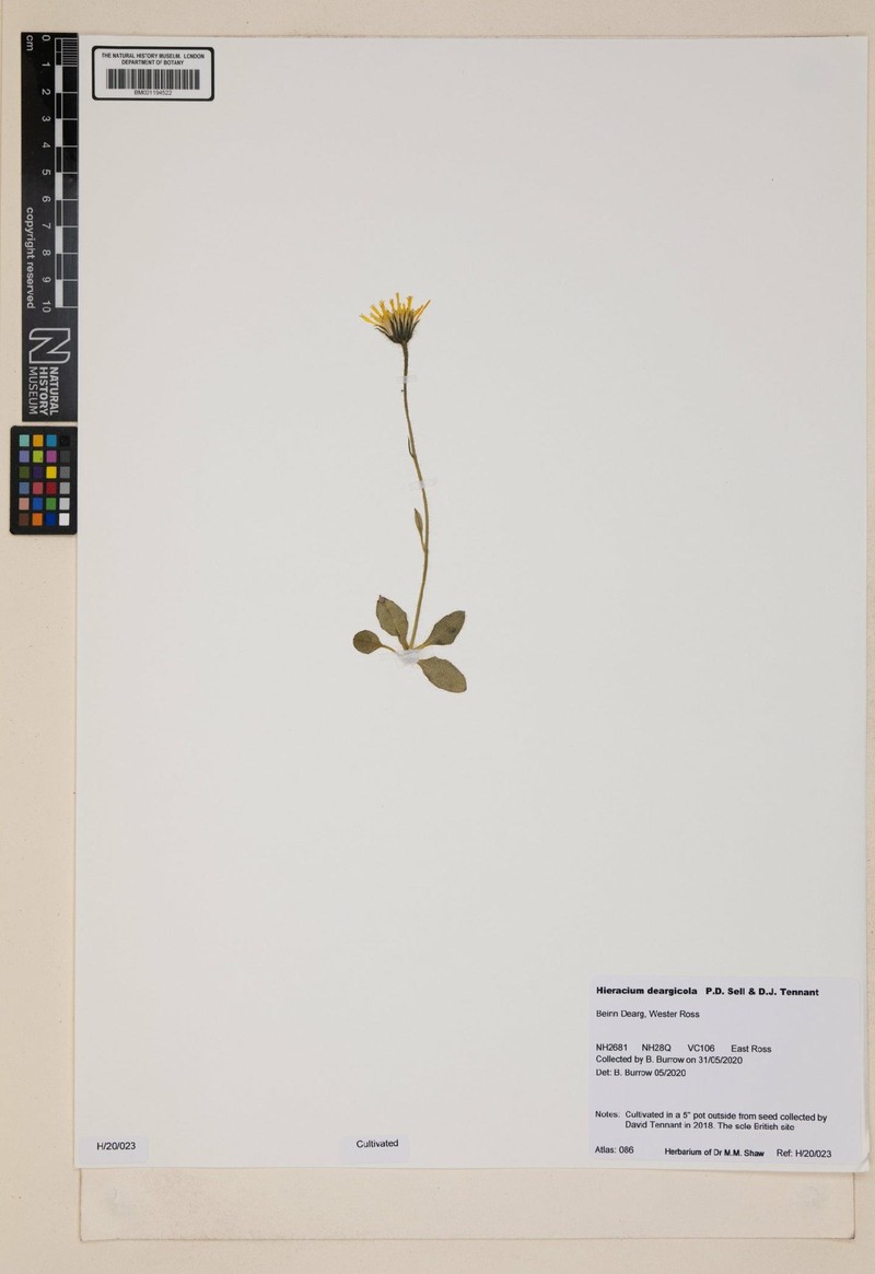 Hieracium deargicola
