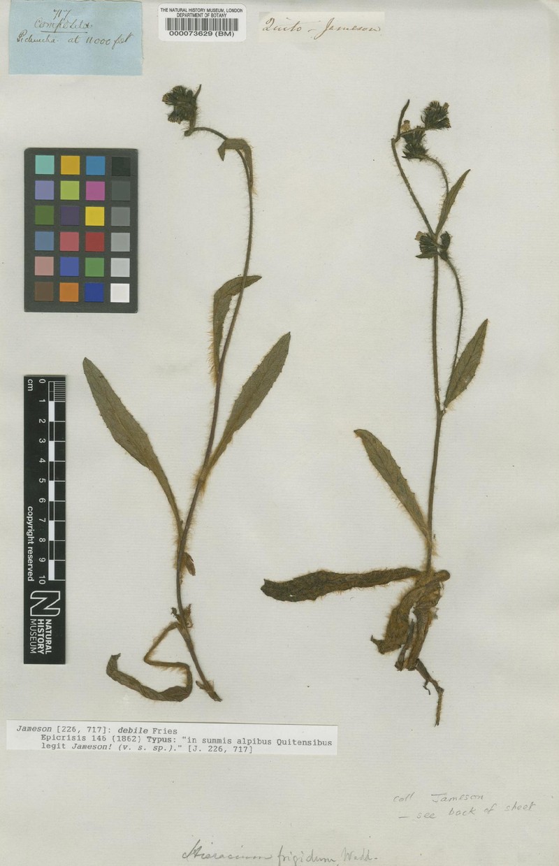 Hieracium debile photo 2