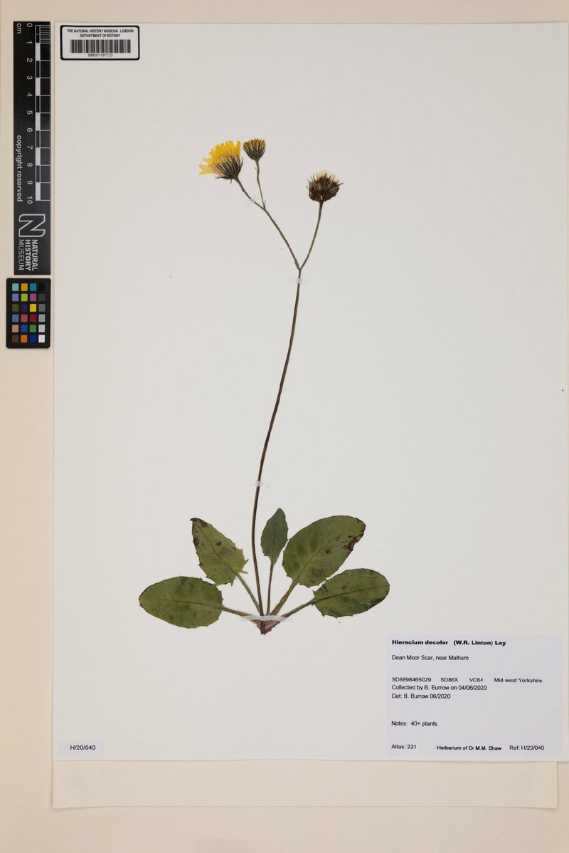 Hieracium decolor