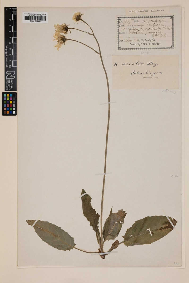 Hieracium decolor photo 2