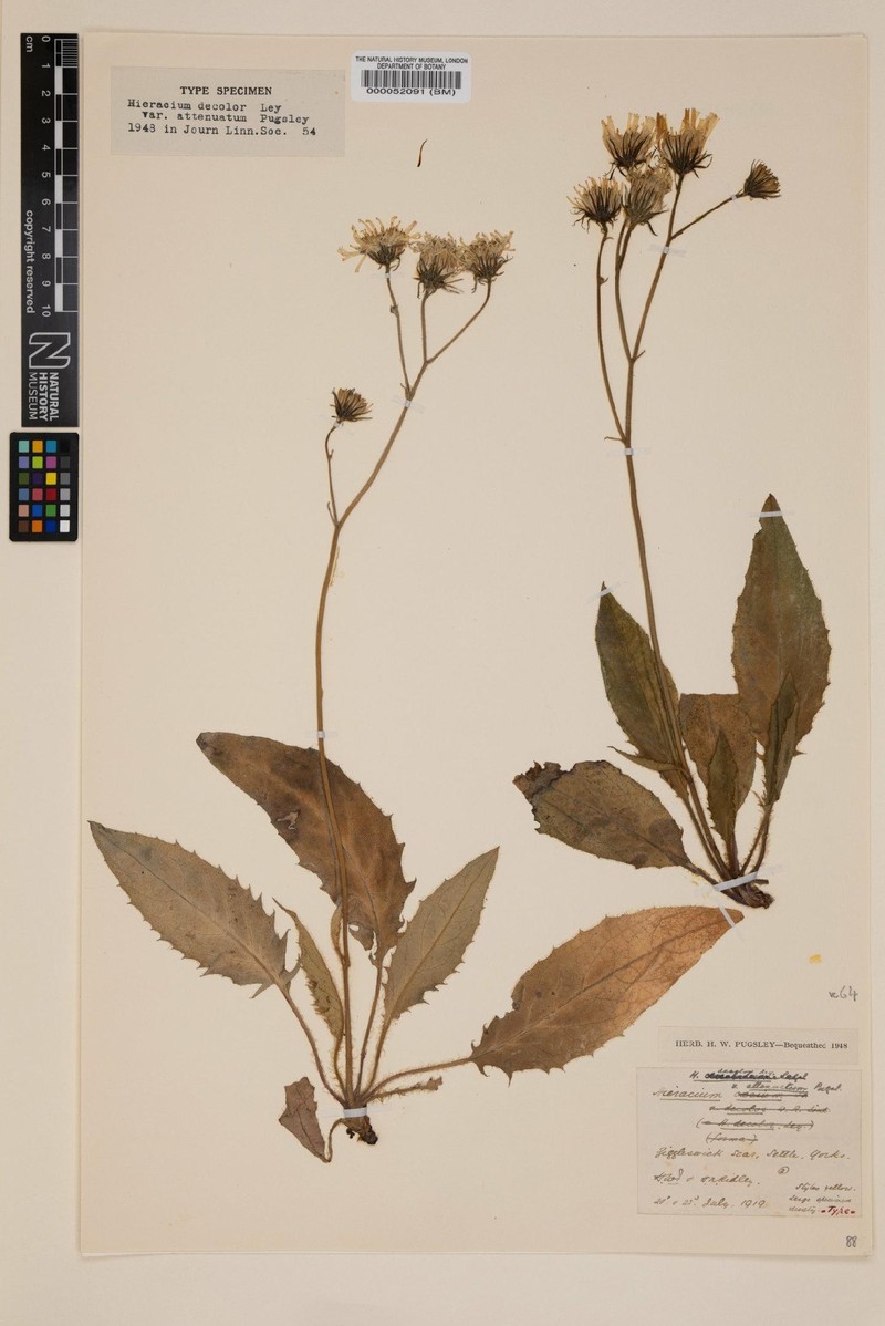 Hieracium decolor photo 3