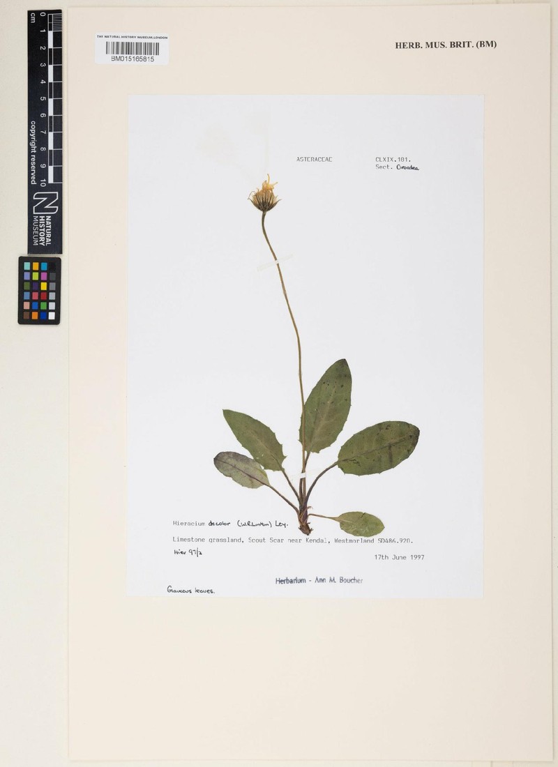 Hieracium decolor photo 4