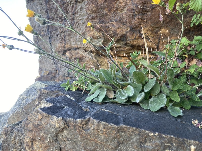 Hieracium deganwyense