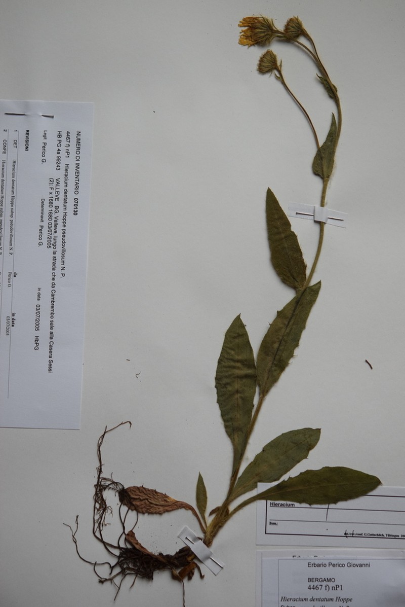 Hieracium dentatum