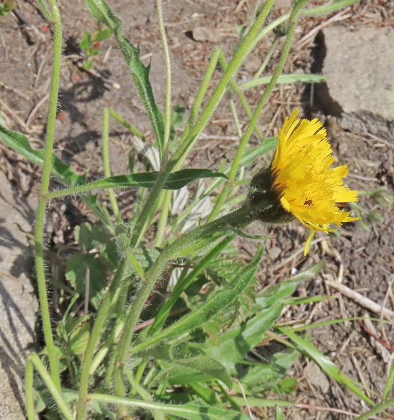 Hieracium dentatum photo 2