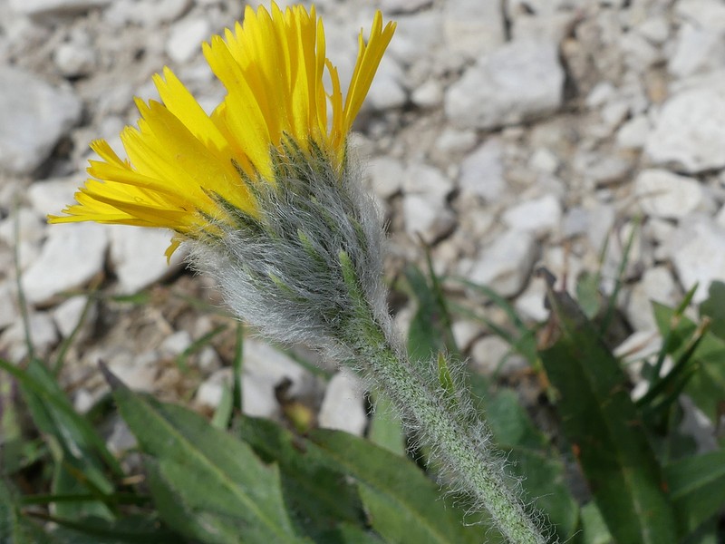 Hieracium dentatum photo 3