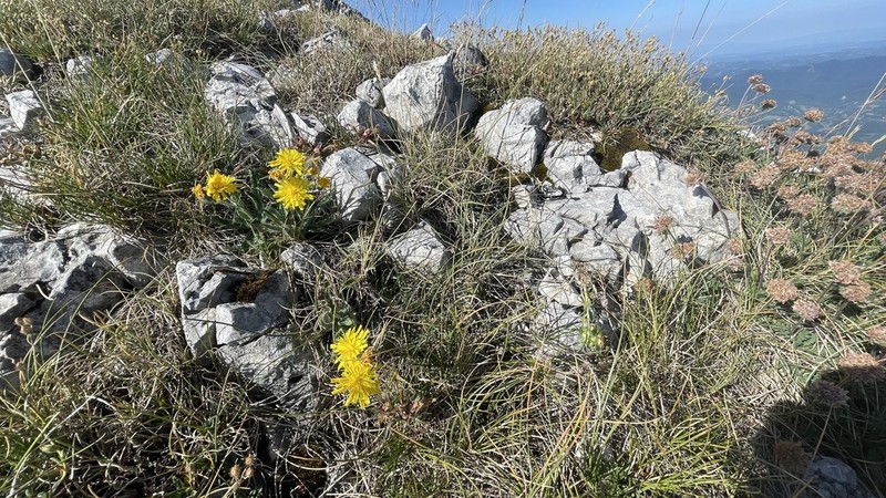 Hieracium dentatum photo 4