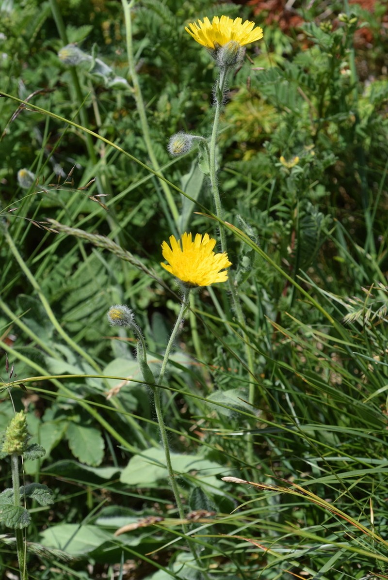 Hieracium dentatum photo 5