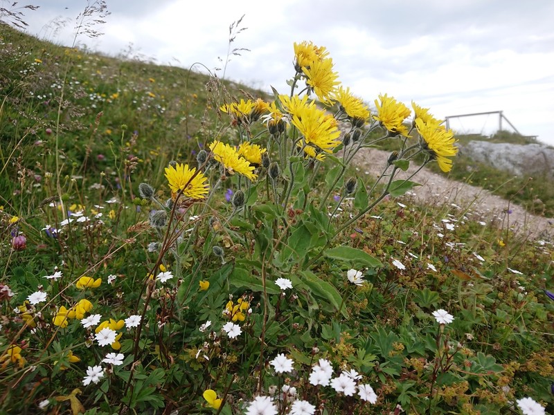 Hieracium dentatum photo 6