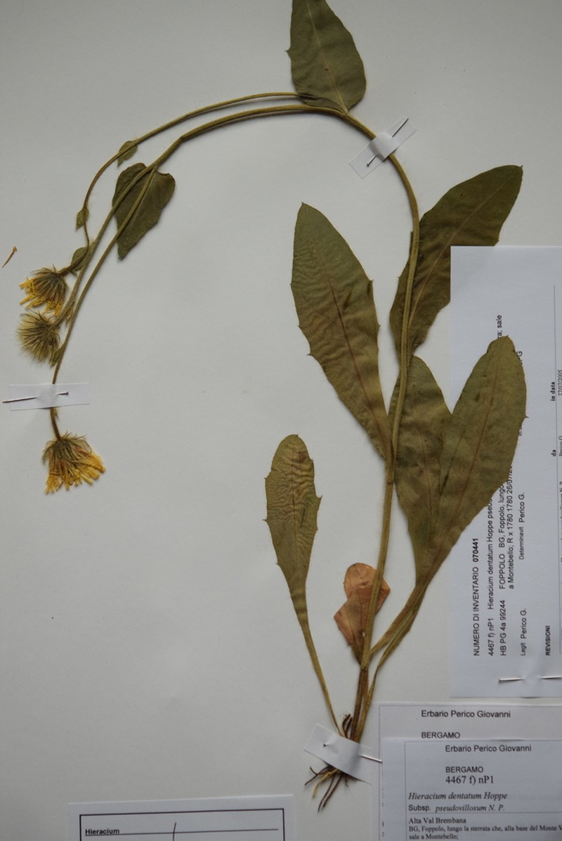 Hieracium dentatum photo 7