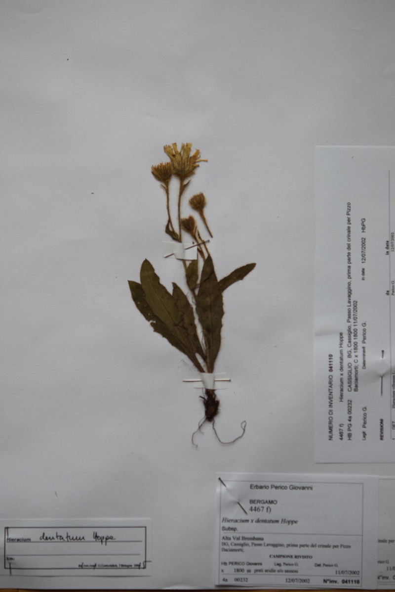 Hieracium dentatum photo 8