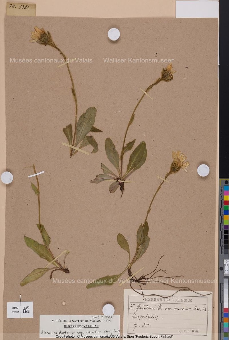 Hieracium dentatum subsp. cenisium