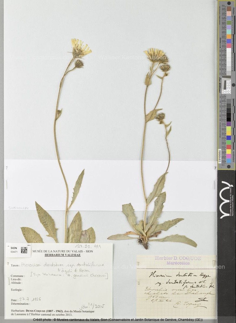 Hieracium dentatum subsp. dentatiforme