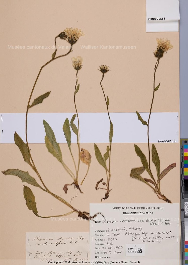 Hieracium dentatum subsp. dentatiforme photo 2