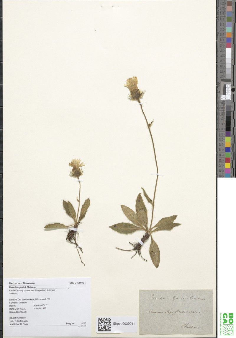 Hieracium dentatum subsp. gaudinii