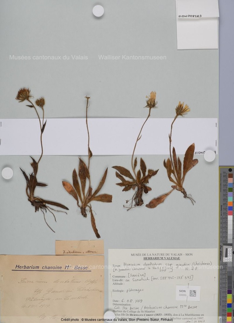 Hieracium dentatum subsp. gaudinii photo 2