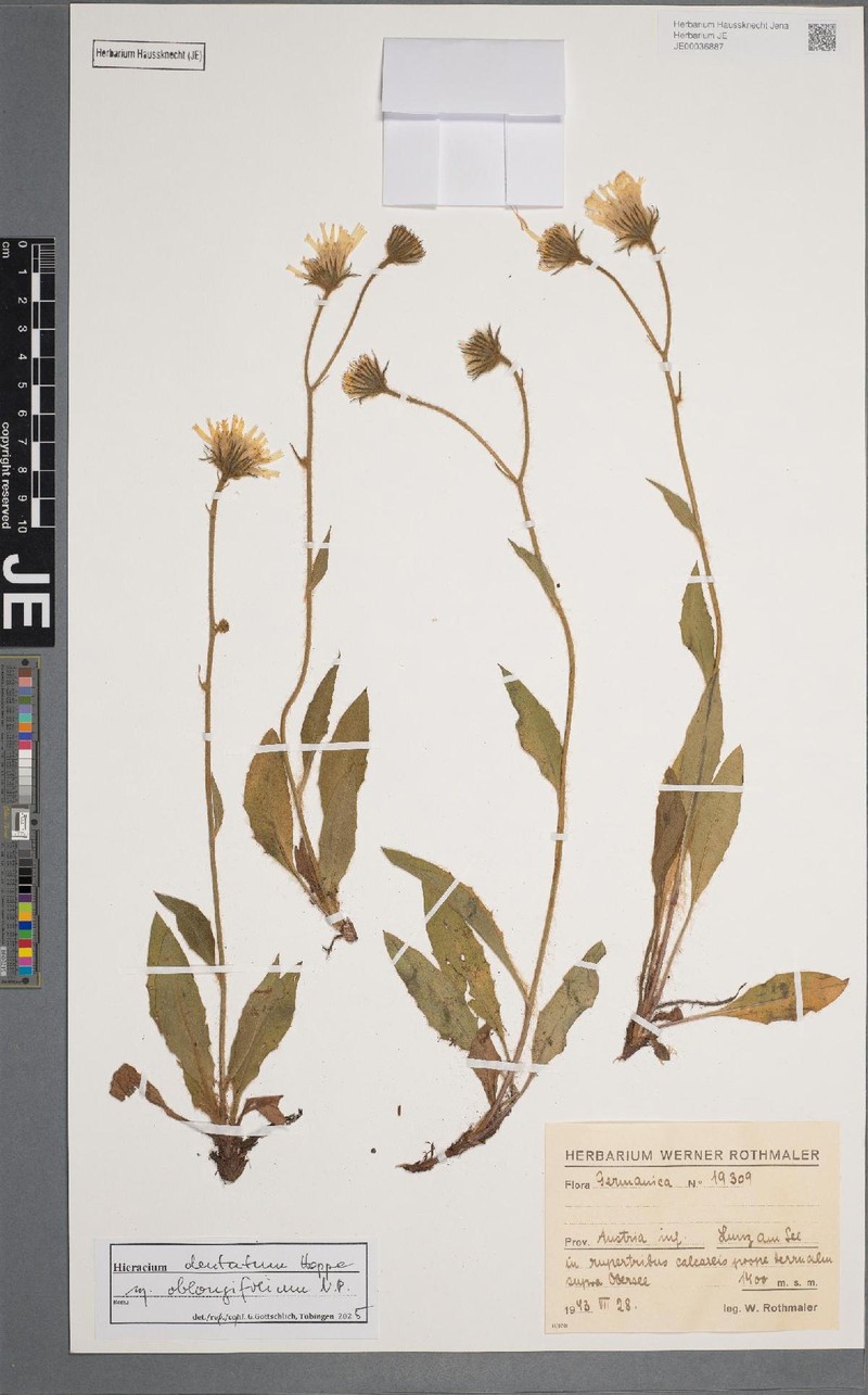 Hieracium dentatum subsp. oblongifolium