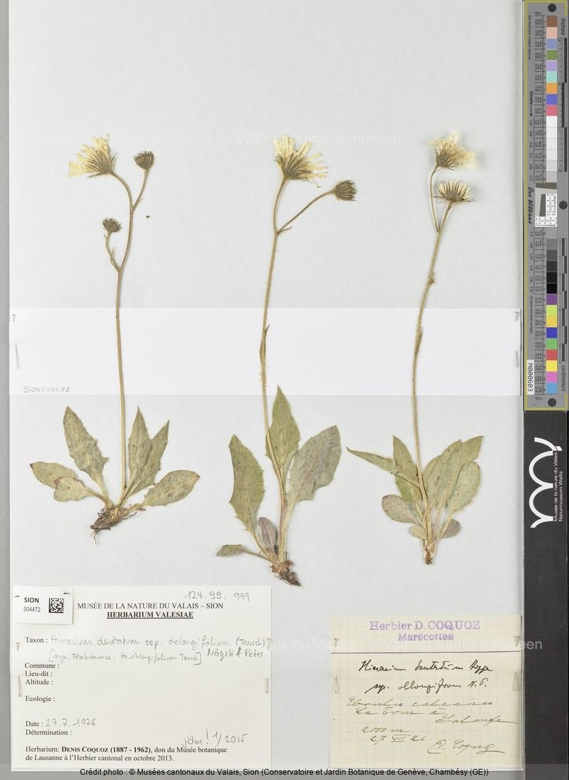 Hieracium dentatum subsp. oblongifolium photo 2