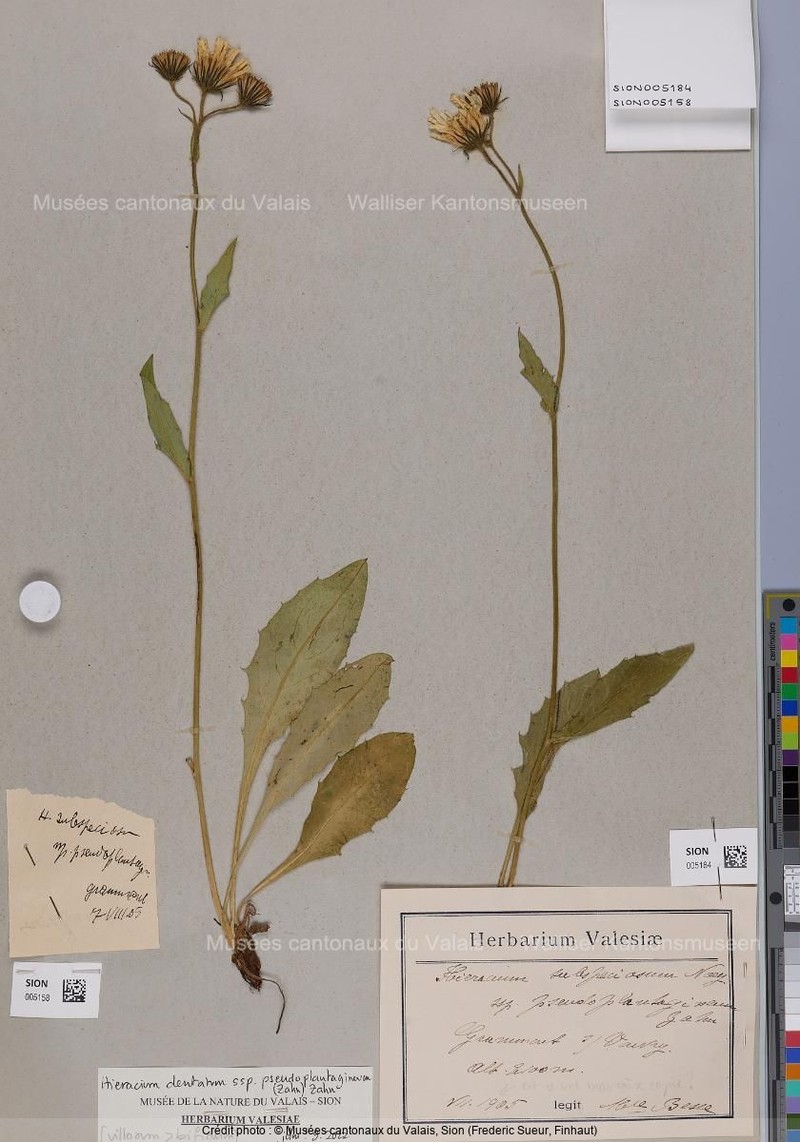 Hieracium dentatum subsp. pseudoplantagineum