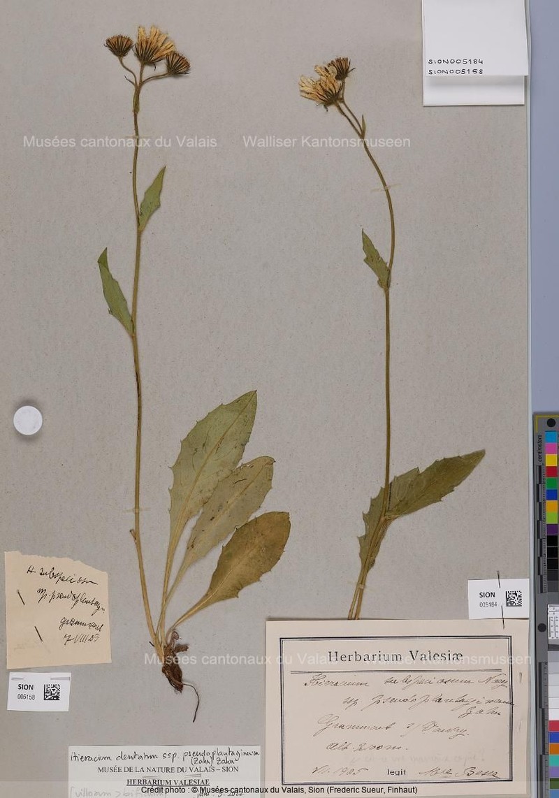 Hieracium dentatum subsp. pseudoplantagineum photo 2