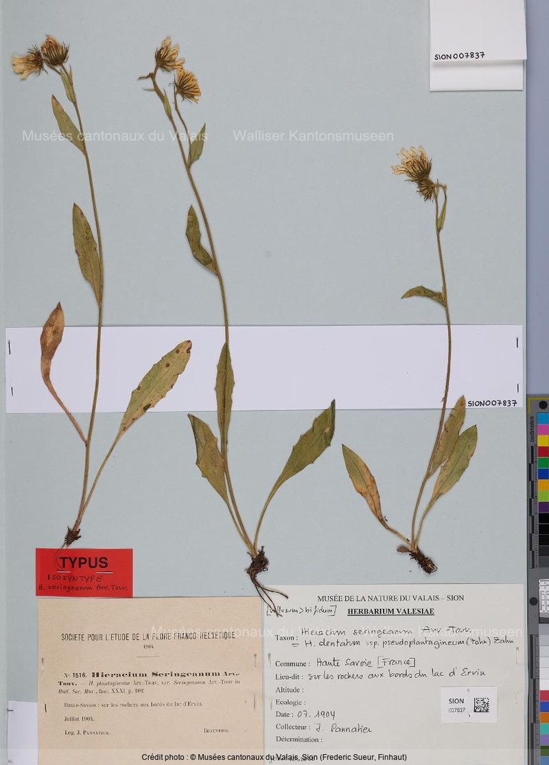 Hieracium dentatum subsp. pseudoplantagineum photo 3