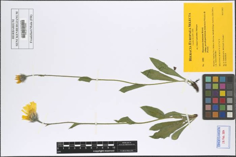 Hieracium dentatum subsp. pseudoporrectum
