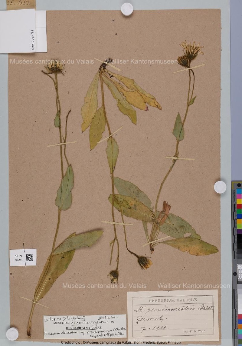 Hieracium dentatum subsp. pseudoporrectum photo 2