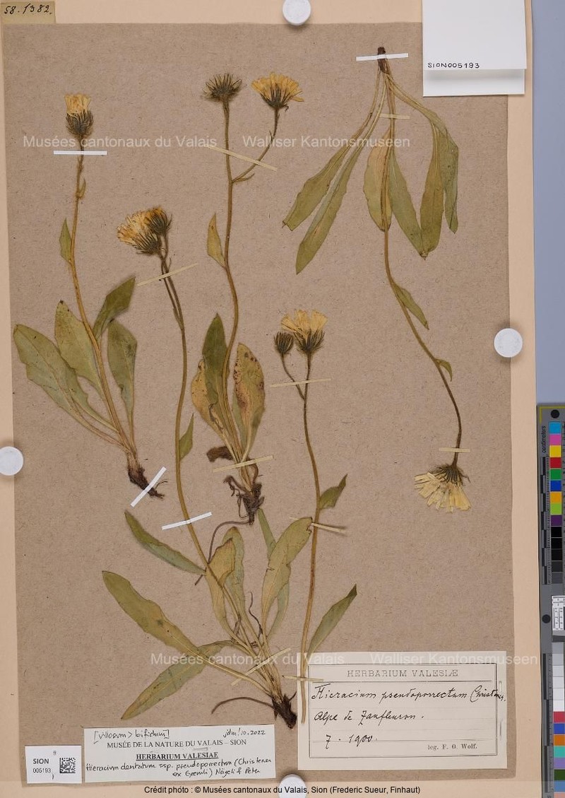 Hieracium dentatum subsp. pseudoporrectum photo 3