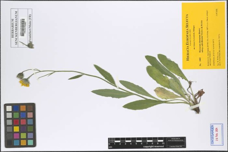 Hieracium dentatum subsp. subvillosum