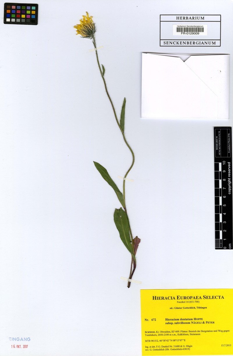 Hieracium dentatum subsp. subvillosum photo 2