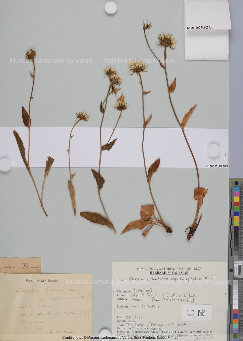 Hieracium dentatum subsp. tricephalum